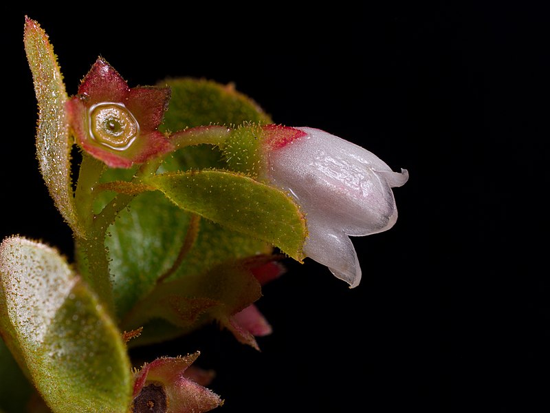 Dwarf Huckleberry (Gaylussacia dumosa) showing close-up of foliage and developing fruits