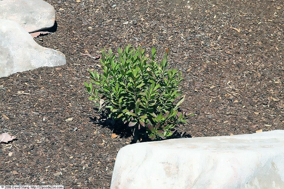 Black Huckleberry (Gaylussacia baccata) showing resin-dotted leaves and ripening berries