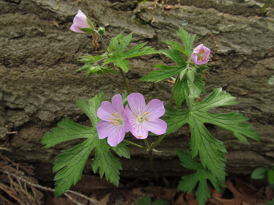 Wild Geranium (Geranium maculatum) flowers showing characteristic pink-purple five-petaled blooms with prominent veining