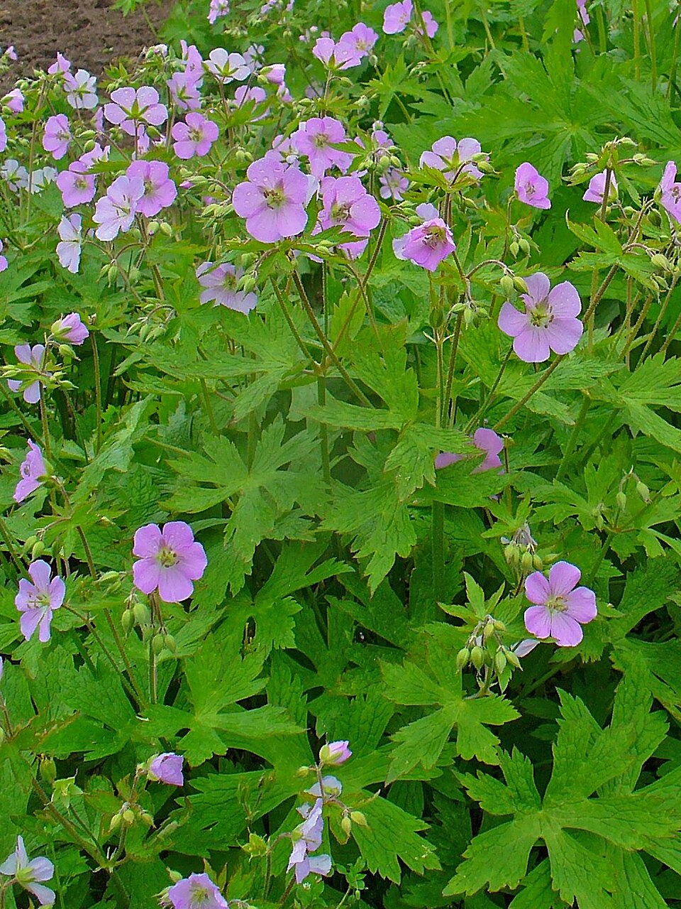 Wild Geranium (Geranium maculatum) growing in natural woodland habitat among other native plants