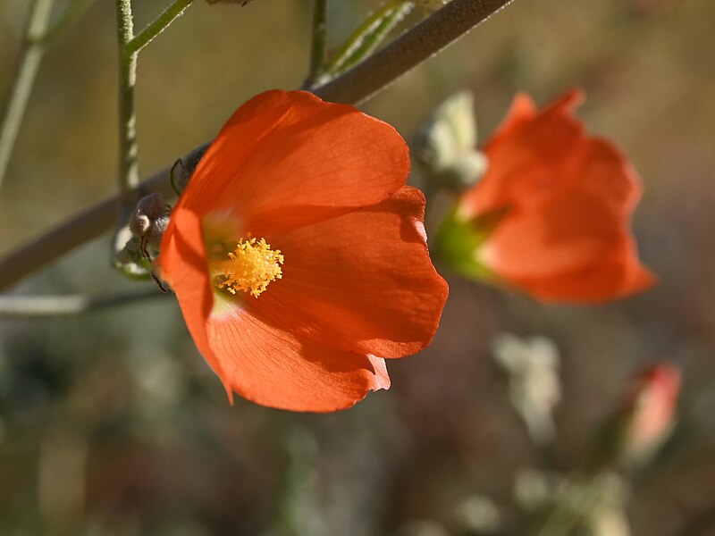 Globe Mallow (Spharalcea ambigua) - PlantNative.org Globe Mallow (Sphaeralcea ambigua) plant in rocky desert habitat