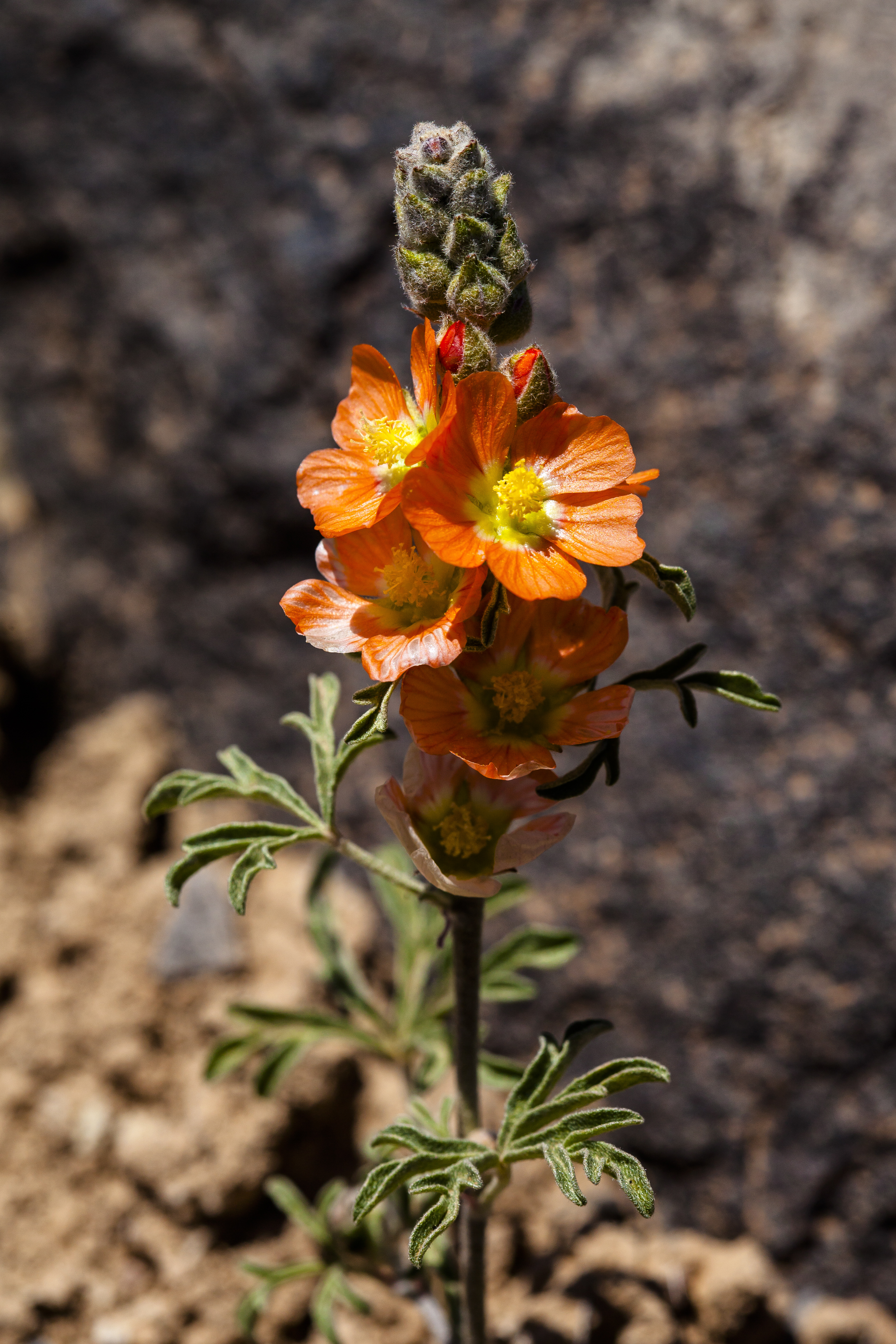 Scarlet Globemallow (Sphaeralcea coccinea) - PlantNative.org Scarlet Globemallow (Sphaeralcea coccinea) brilliant orange-red blooms on dry prairie