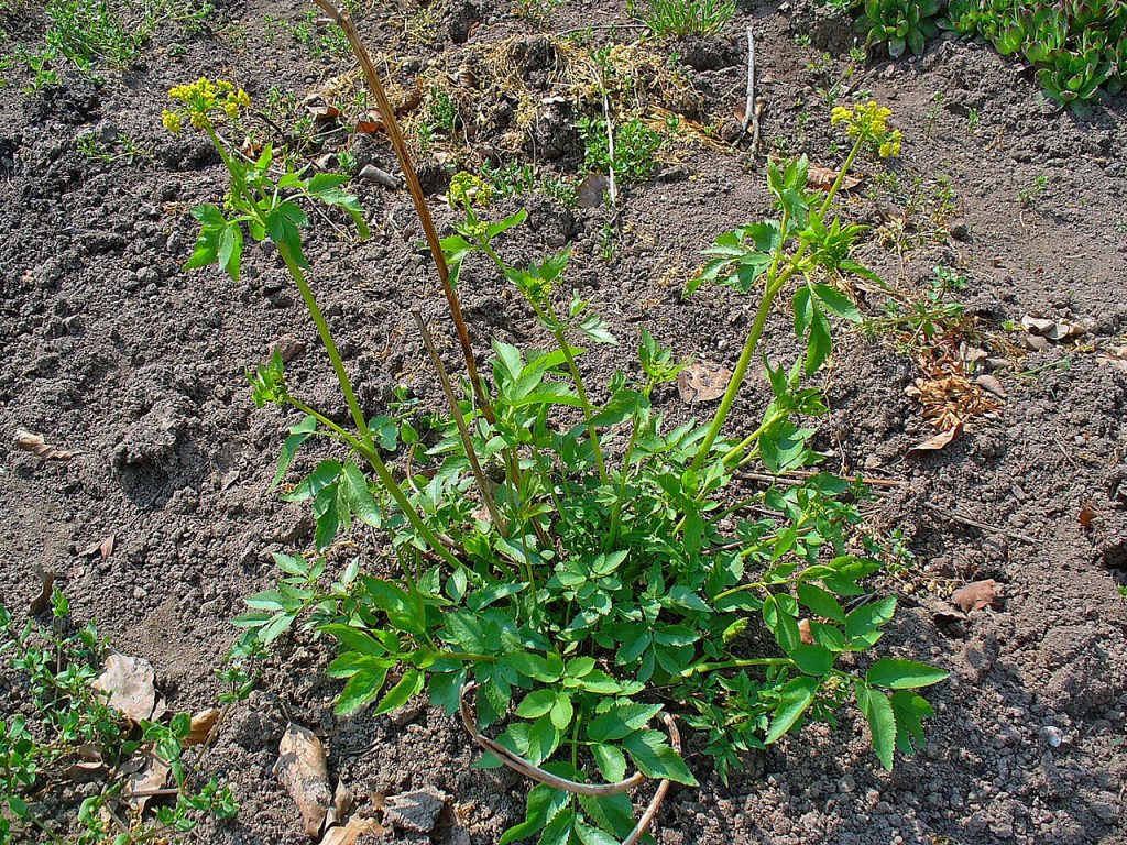 Golden Alexanders (Zizia aurea) - PlantNative.org Golden Alexanders (Zizia aurea) with green leaves and yellow flower clusters