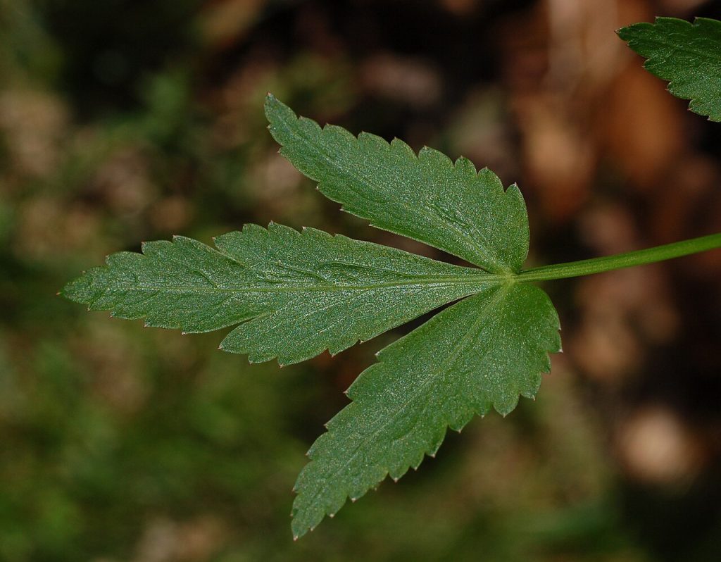 Golden Alexanders (Zizia aurea) - PlantNative.org Three toothed leaflets of Golden Alexanders (Zizia aurea)