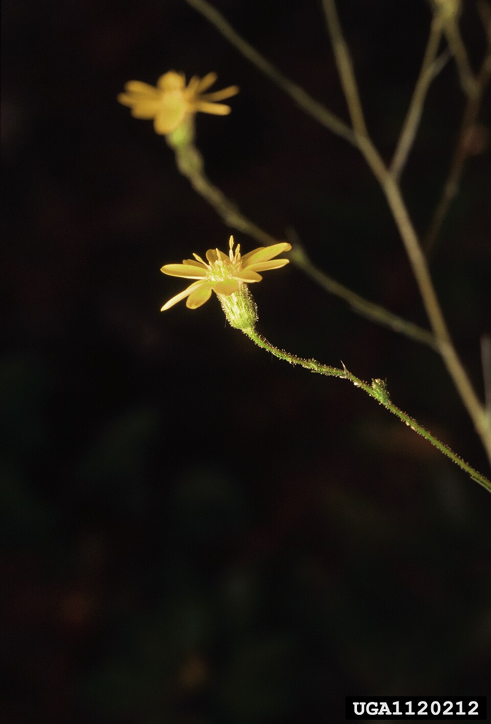 Golden Aster (Pityopsis graminifolia) showing bright yellow daisy-like flowers