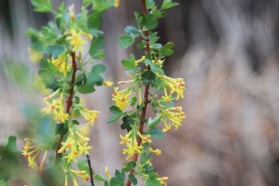 Golden Currant (Ribes aureum) - PlantNative.org Golden Currant (Ribes aureum) showing bright yellow tubular flowers and fresh spring foliage