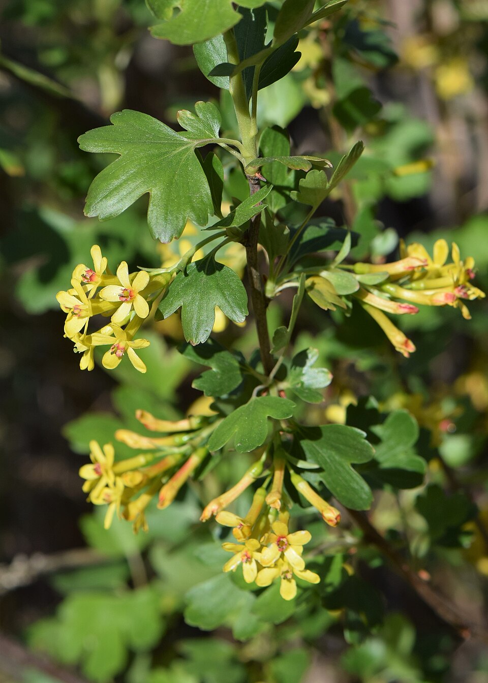 Golden Currant (Ribes aureum) - PlantNative.org Golden Currant (Ribes aureum) showing close-up of yellow tubular flowers with spicy fragrance