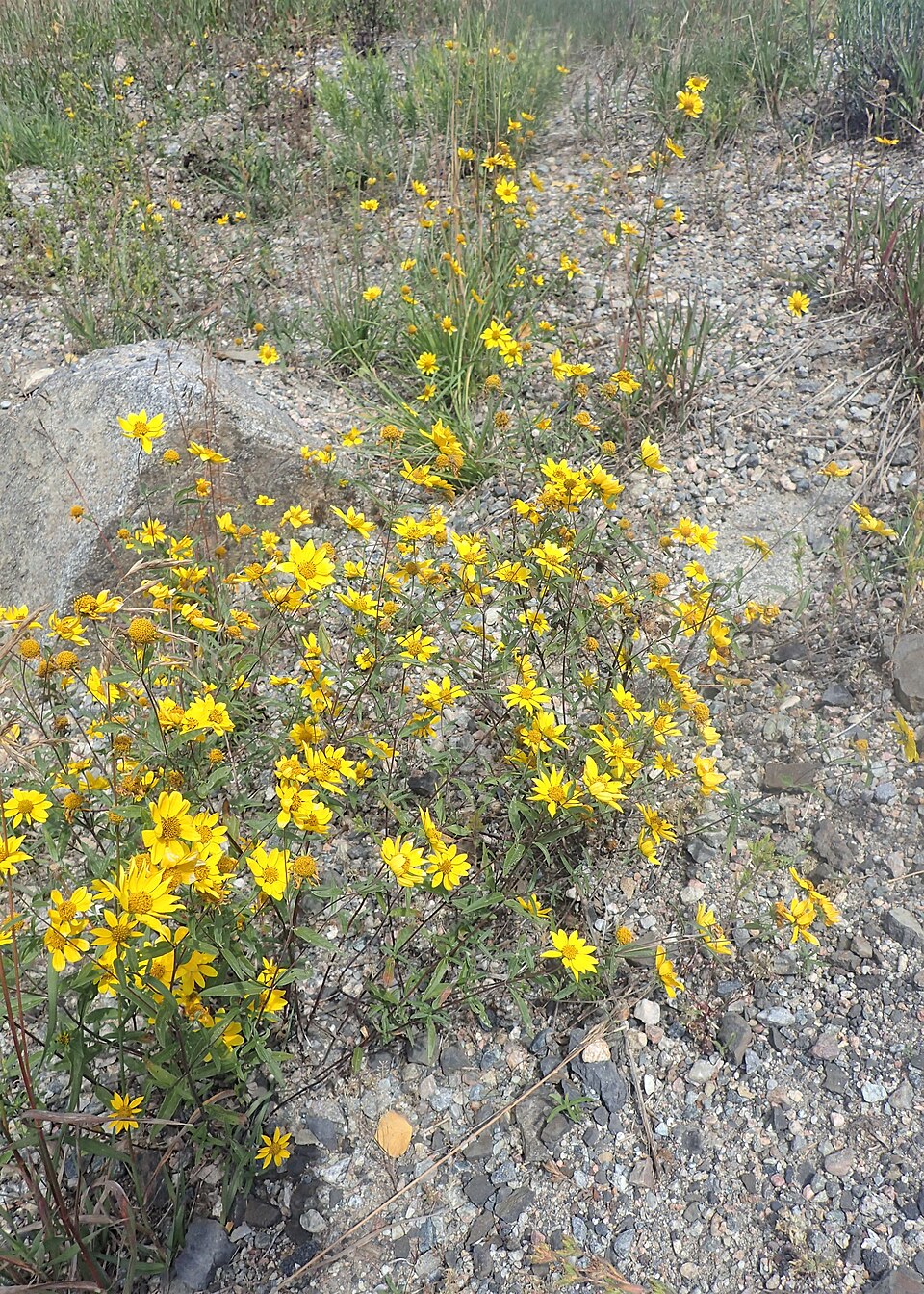 Showy Goldeneye (Heliomeris multiflora) displaying clusters of bright yellow daisy-like flowers