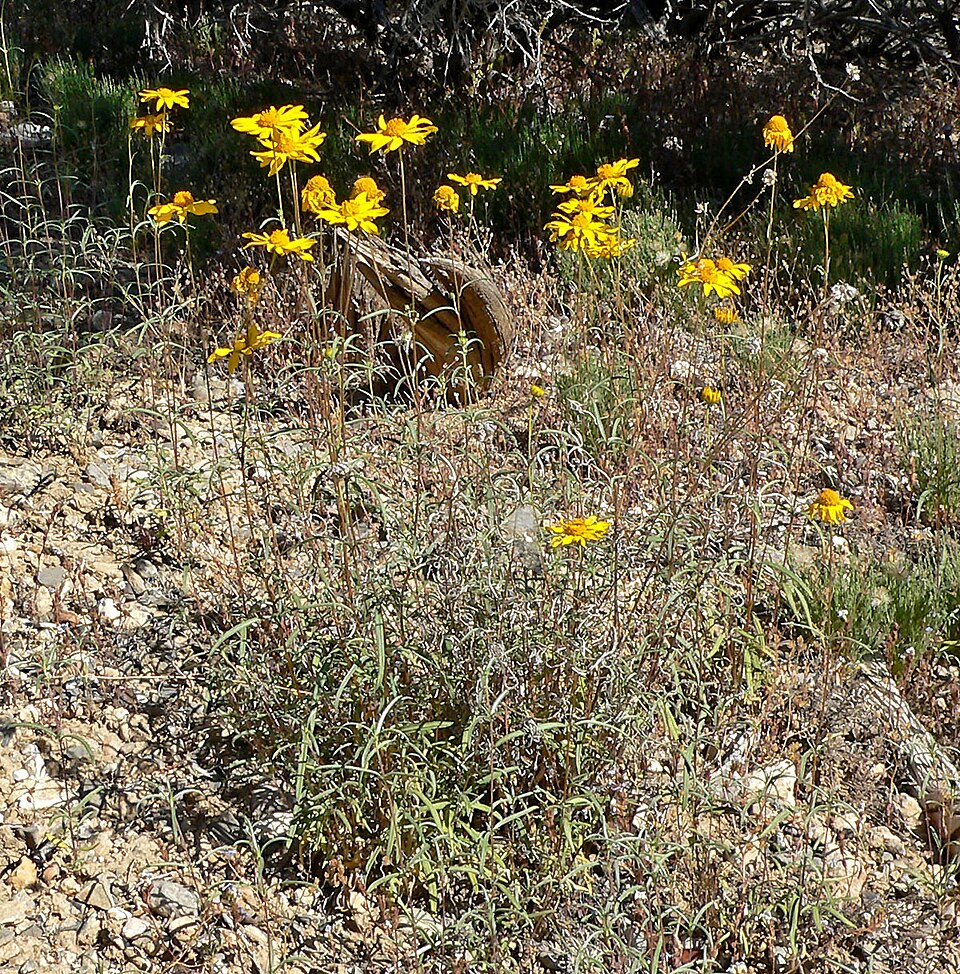Showy Goldeneye (Heliomeris multiflora) in its natural Rocky Mountain habitat showing yellow flowers