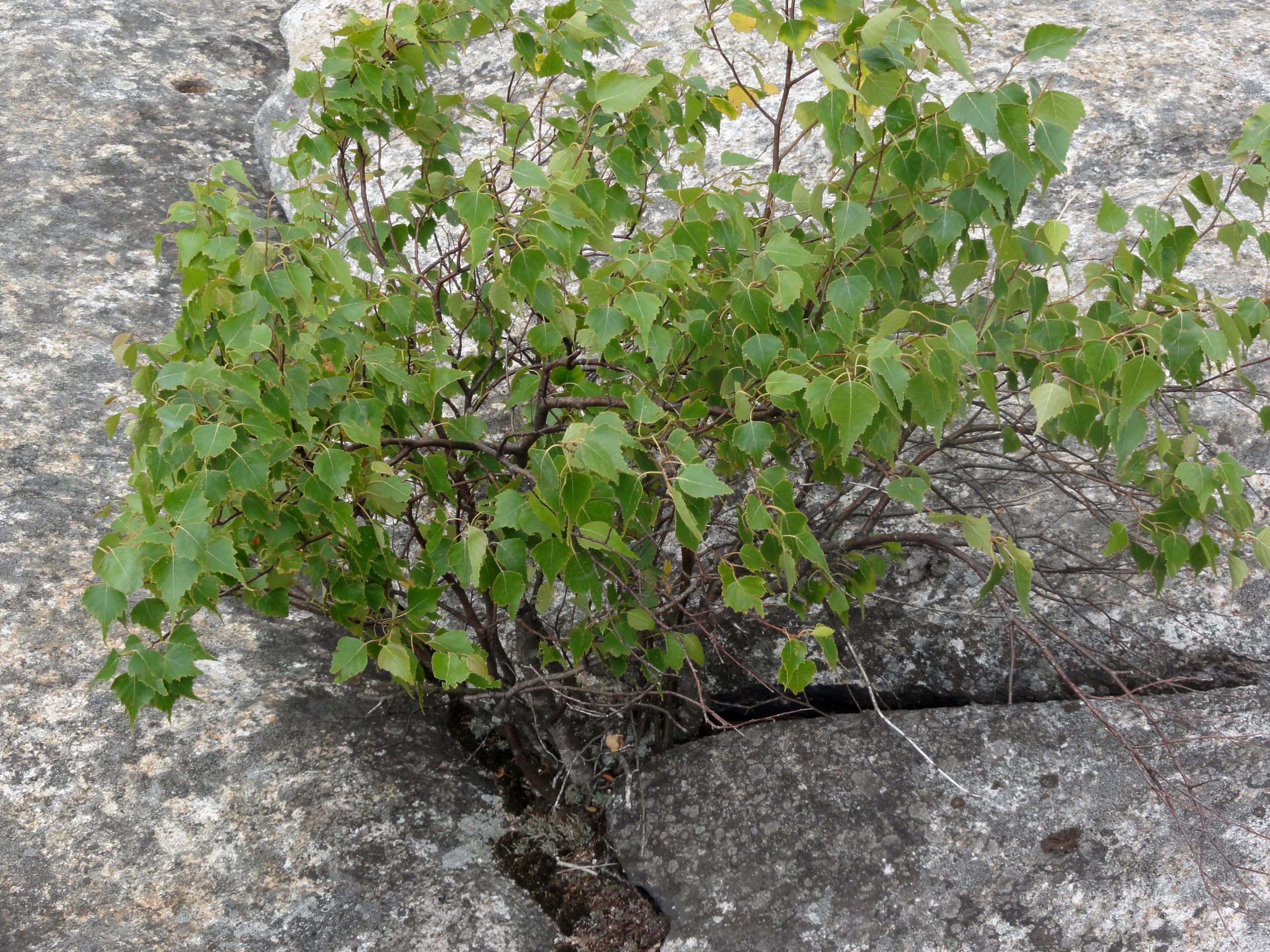 Gray Birch (Betula populifolia)