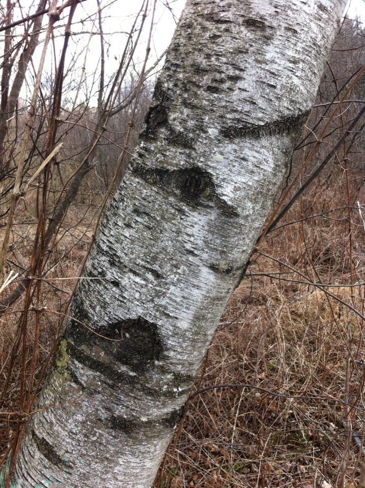 Gray Birch (Betula populifolia) bark showing characteristic chalk-white color and dark triangular branch patches