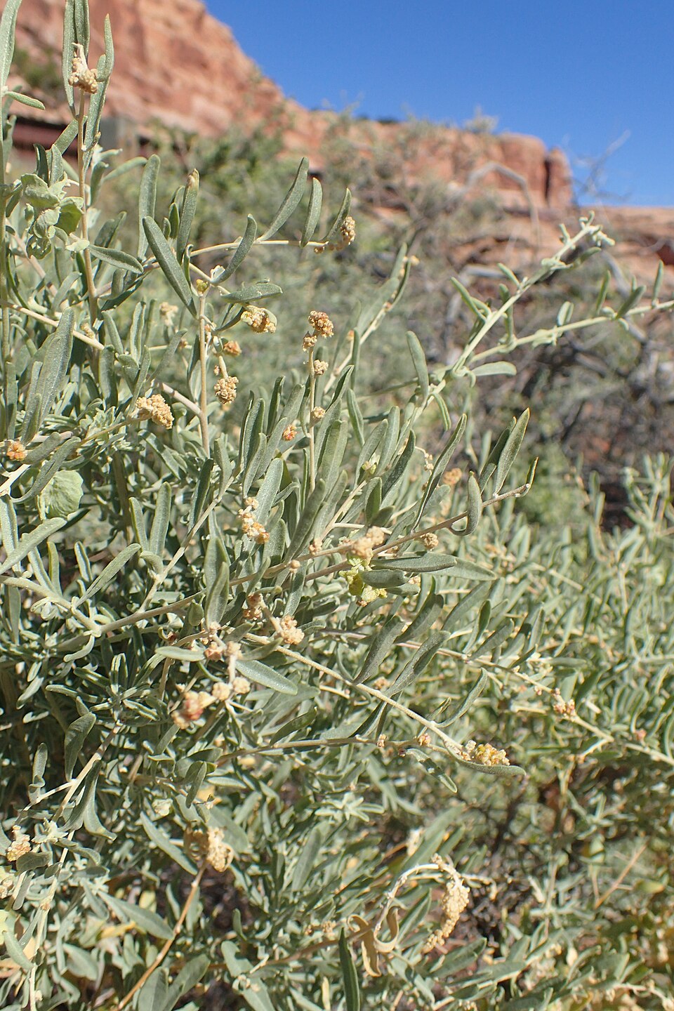 Greasewood (Sarcobatus vermiculatus) - PlantNative.org Greasewood (Sarcobatus vermiculatus) showing succulent cylindrical leaves and spiny branching structure