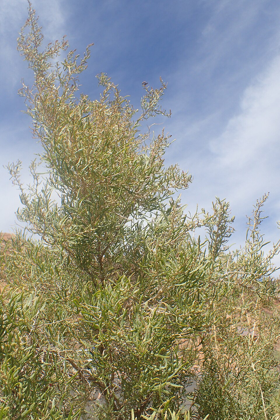 Greasewood (Sarcobatus vermiculatus) - PlantNative.org Greasewood (Sarcobatus vermiculatus) showing characteristic winged fruit and spiny branch tips in late summer