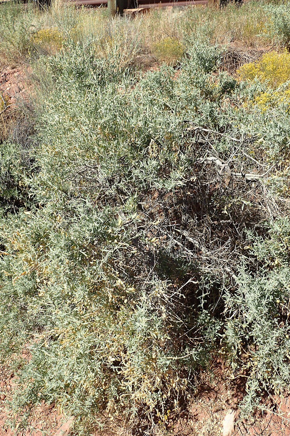 Greasewood (Sarcobatus vermiculatus) - PlantNative.org Greasewood (Sarcobatus vermiculatus) shrub showing spiny branches and succulent bright green foliage in saline flats