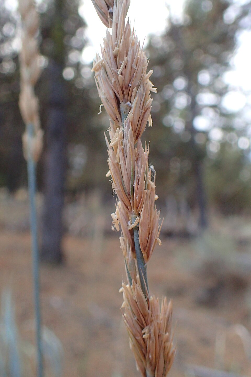 Great Basin Wildrye (Leymus cinereus) showing tall bluish-green bunchgrass clumps with wheat-like seed heads