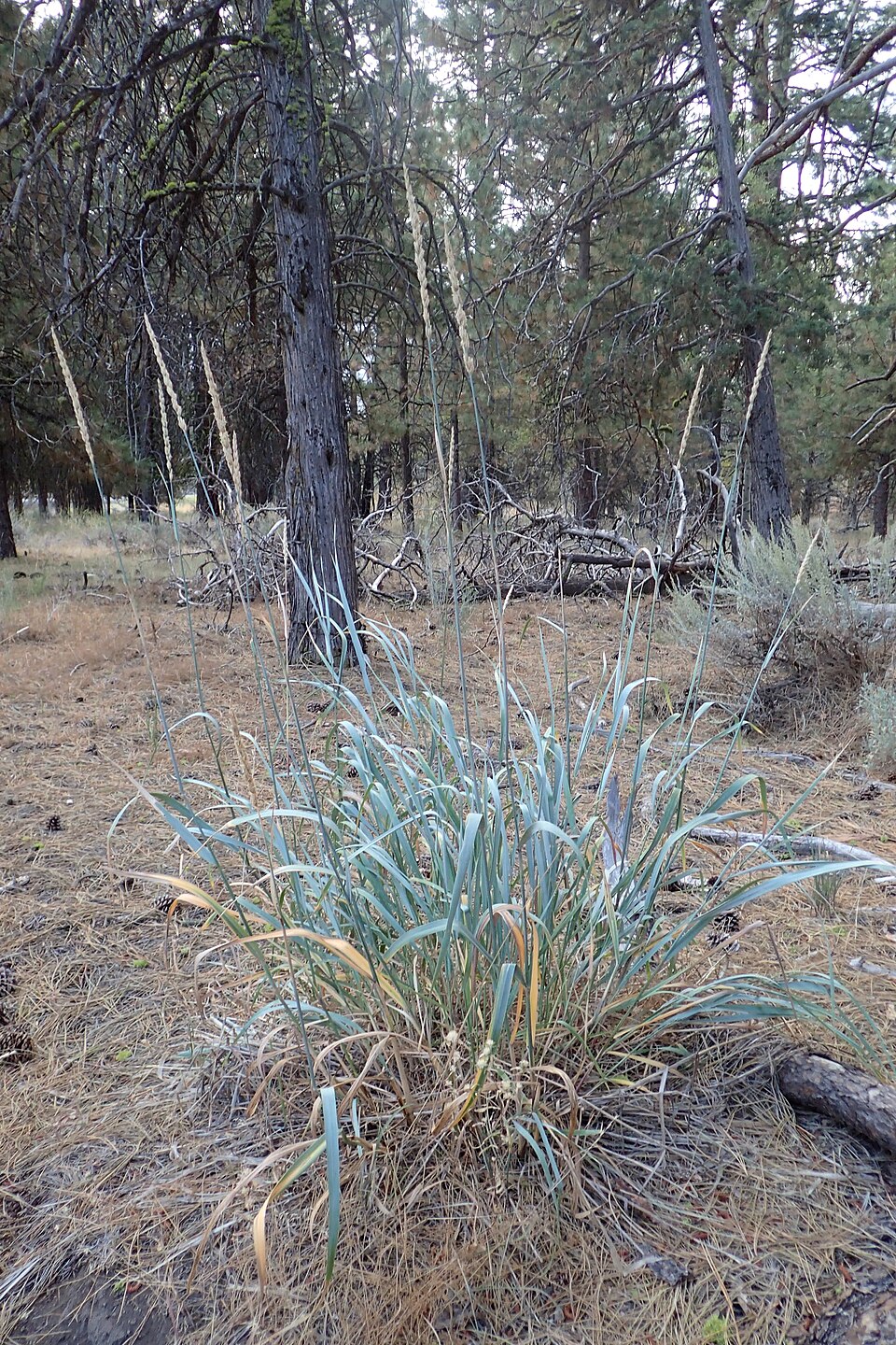 Great Basin Wildrye (Leymus cinereus) clump showing blue-green foliage and tall wheat-like seed spikes