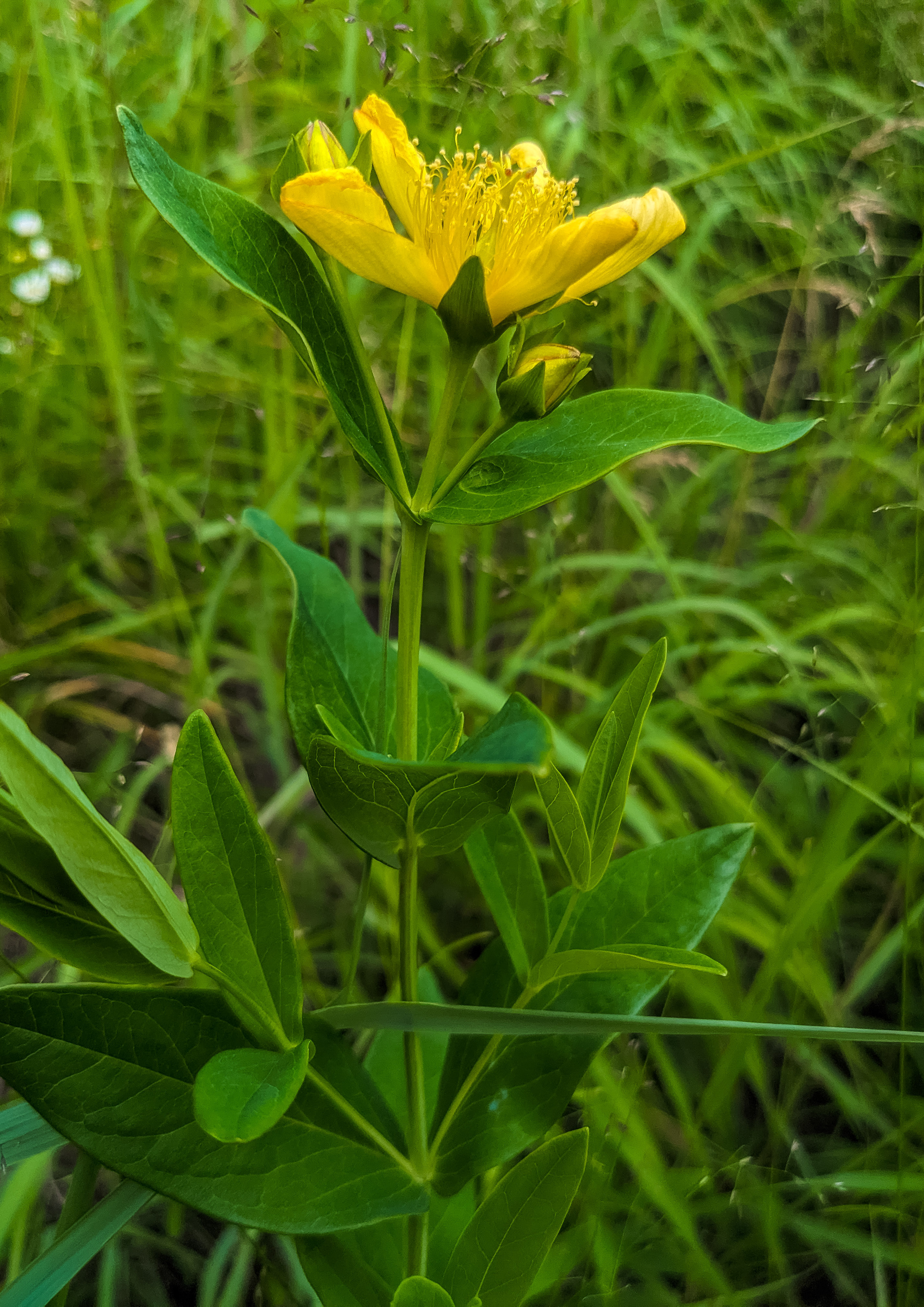 Great St. John's Wort (Hypericum pyramidatum) - PlantNative.org Great St. John's Wort (Hypericum pyramidatum) flowers showing large golden petals with prominent stamen clusters