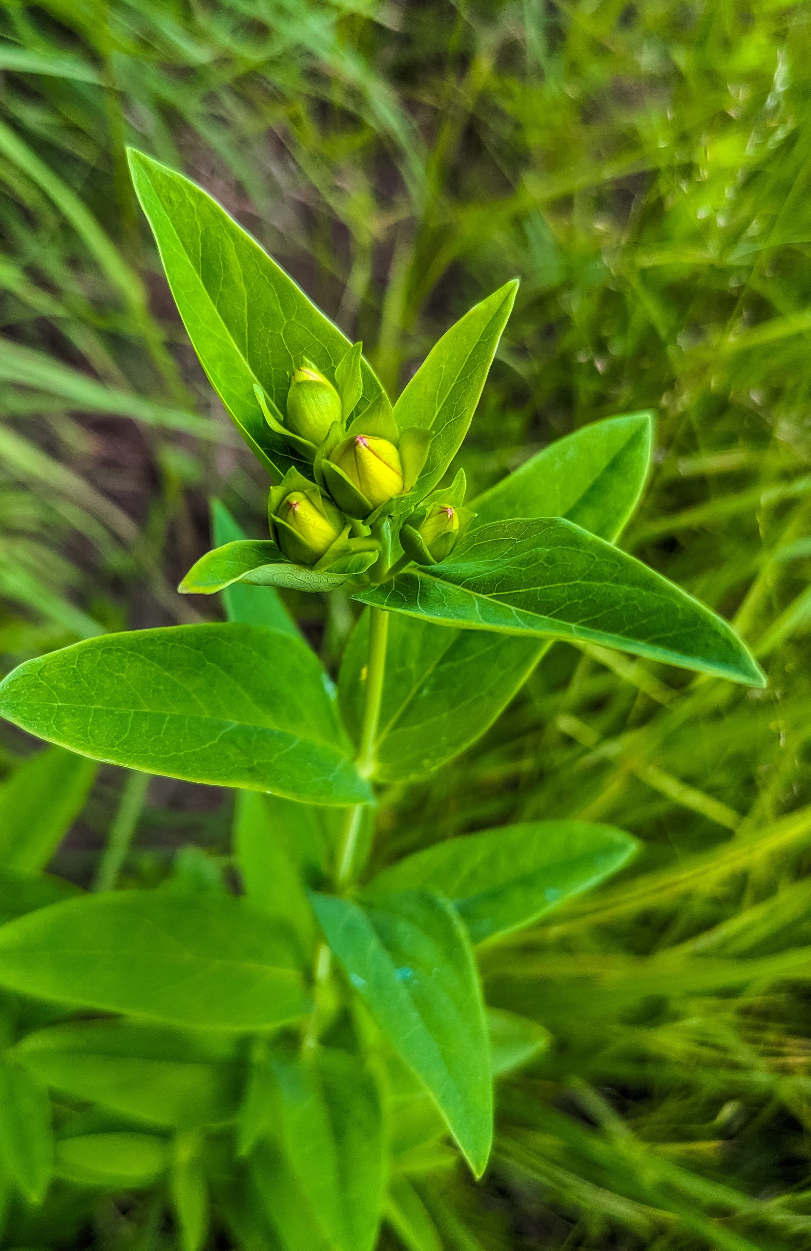 Great St. John’s Wort (Hypericum pyramidatum)