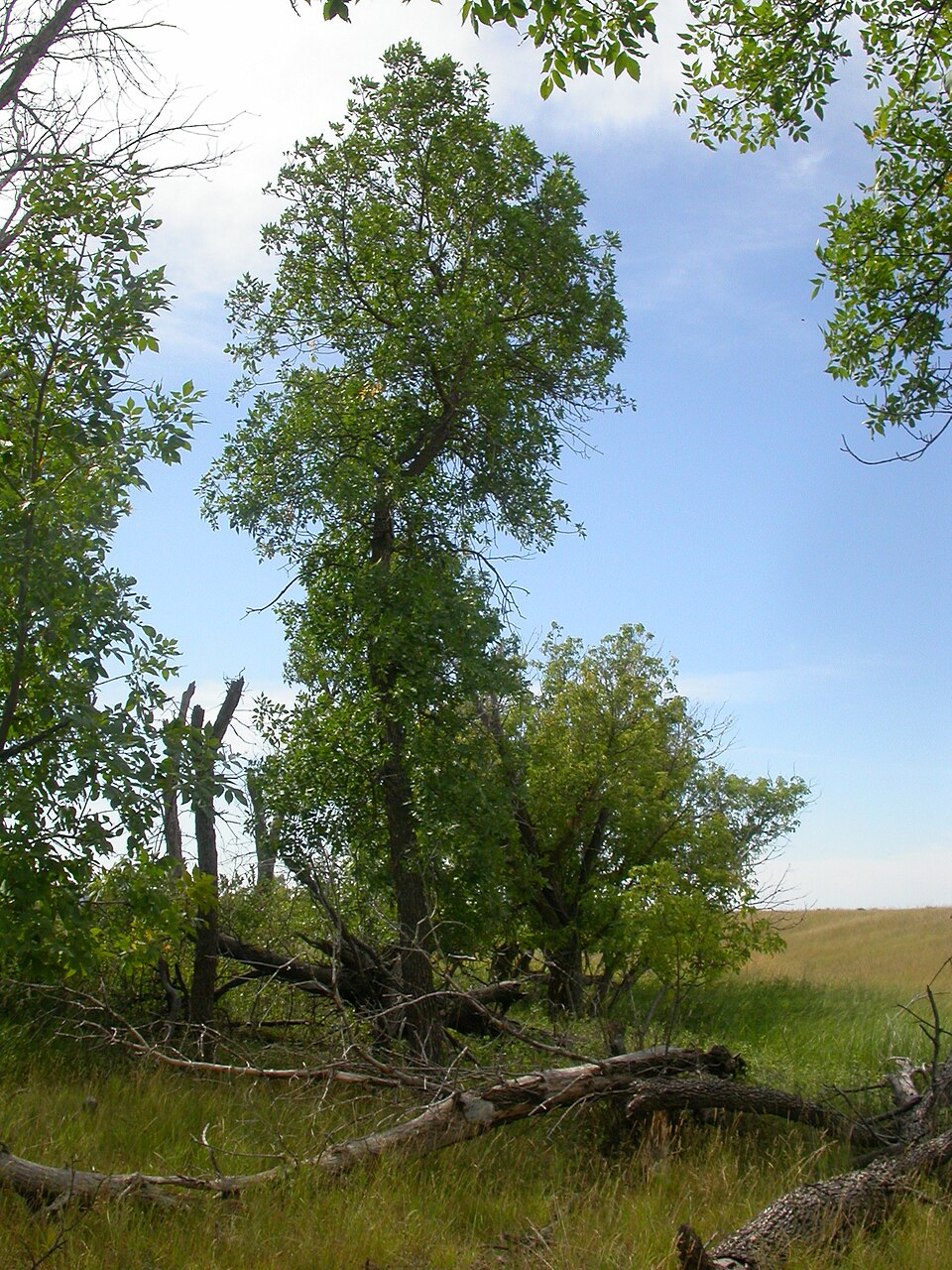 Green Ash (Fraxinus pennsylvanica)