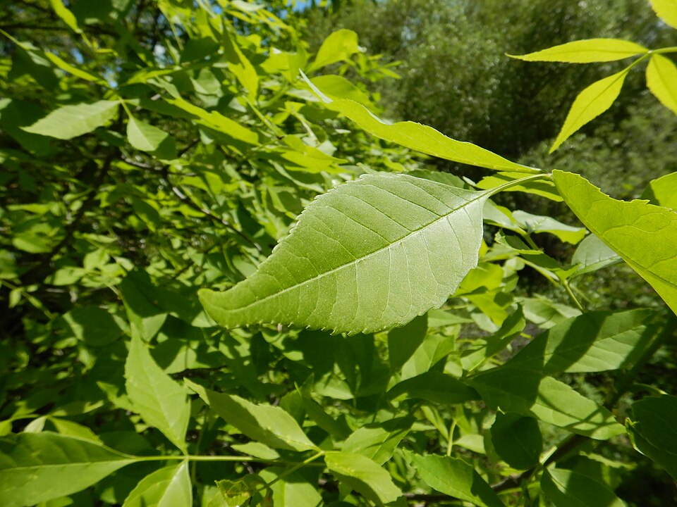 Green Ash (Fraxinus pennsylvanica) detail