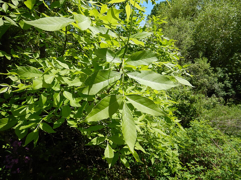 Green Ash (Fraxinus pennsylvanica) - PlantNative.org Green Ash (Fraxinus pennsylvanica) in landscape