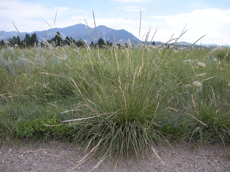 Green Needlegrass (Nassella viridula) - PlantNative.org Green Needlegrass (Nassella viridula) elegant arching bunchgrass form with long-awned seed heads in a northern prairie