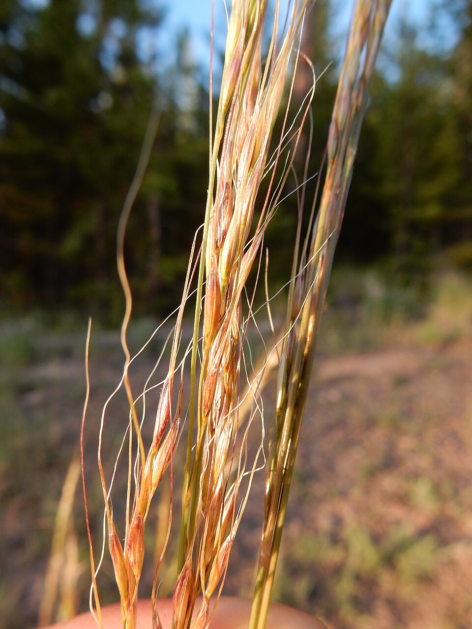 Green Needlegrass (Nassella viridula) - PlantNative.org Green Needlegrass (Nassella viridula) seed heads showing long twisted awns characteristic of the needlegrass family