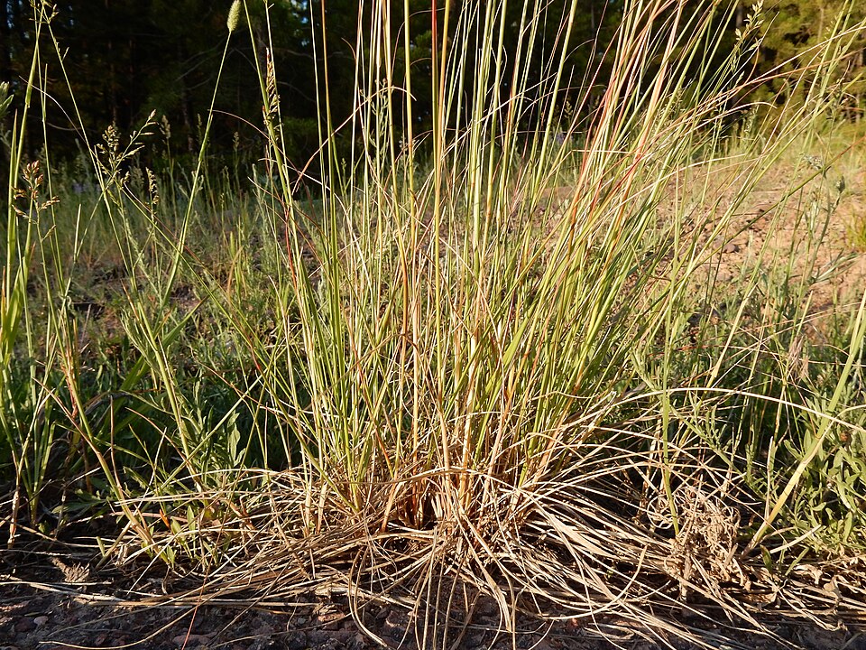 Green Needlegrass (Nassella viridula) - PlantNative.org Green Needlegrass (Nassella viridula) in a northern Great Plains mixed-grass prairie