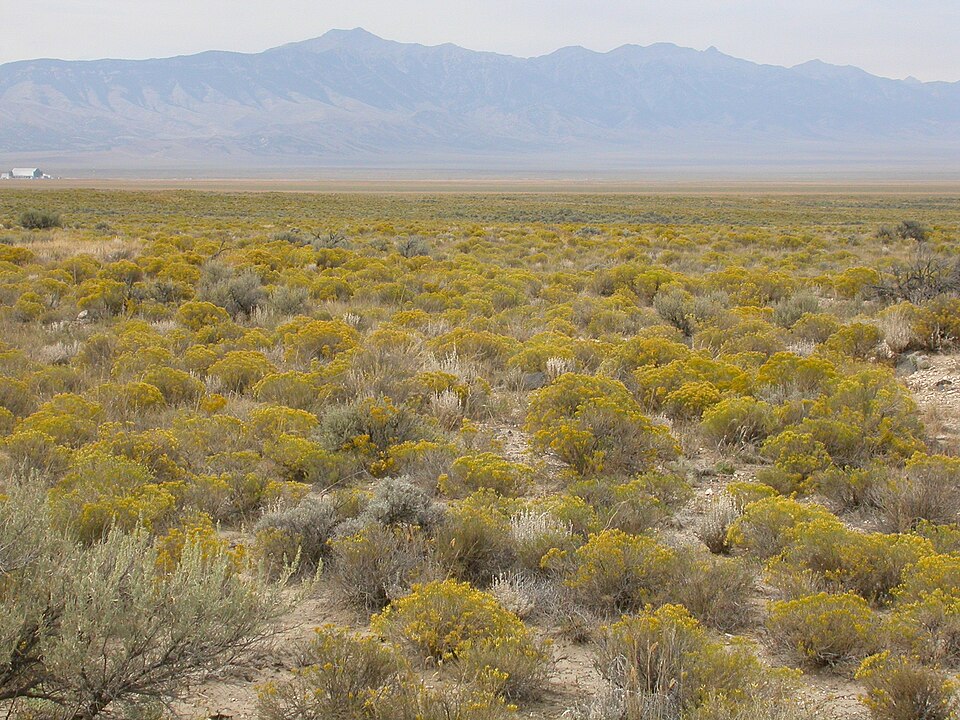 Green Rabbitbrush (Chrysothamnus viscidiflorus) - PlantNative.org Green Rabbitbrush (Chrysothamnus viscidiflorus) showing bright green sticky leaves and golden-yellow autumn flower clusters