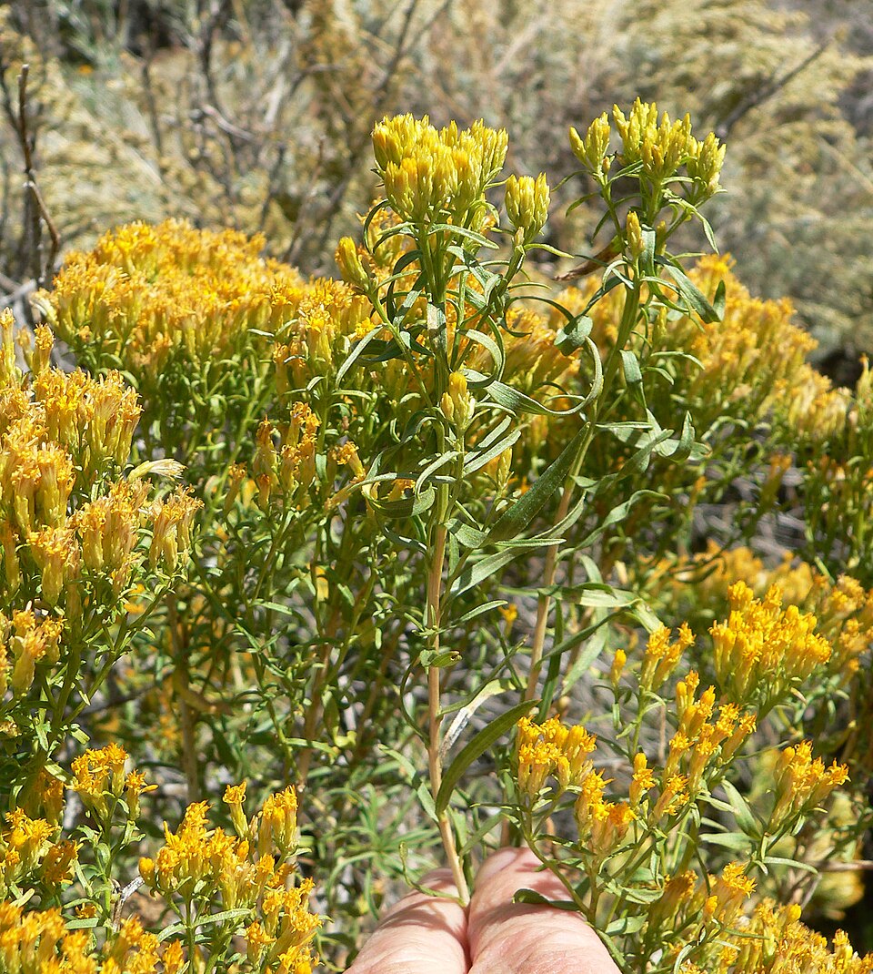 Green Rabbitbrush (Chrysothamnus viscidiflorus) - PlantNative.org Green Rabbitbrush (Chrysothamnus viscidiflorus) in full autumn bloom with golden-yellow flower clusters