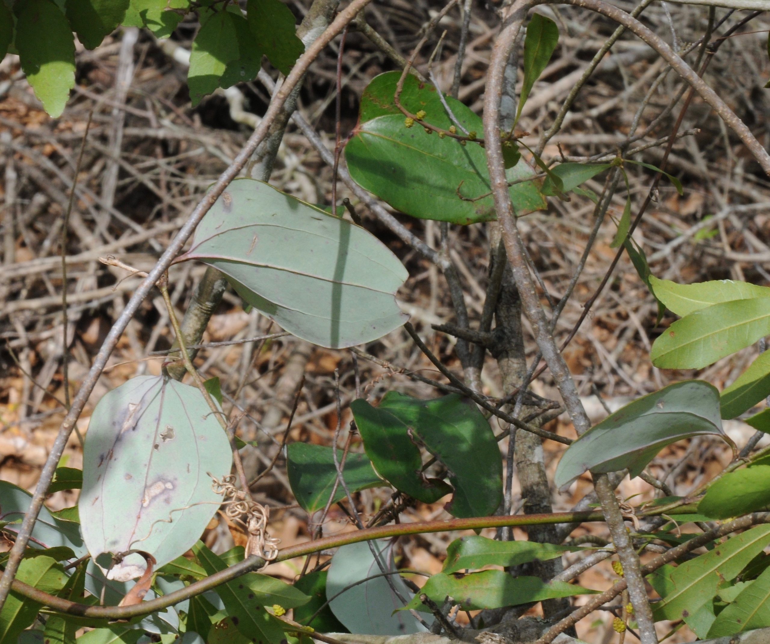 Glaucous-leaf Greenbriar (Smilax glauca)
