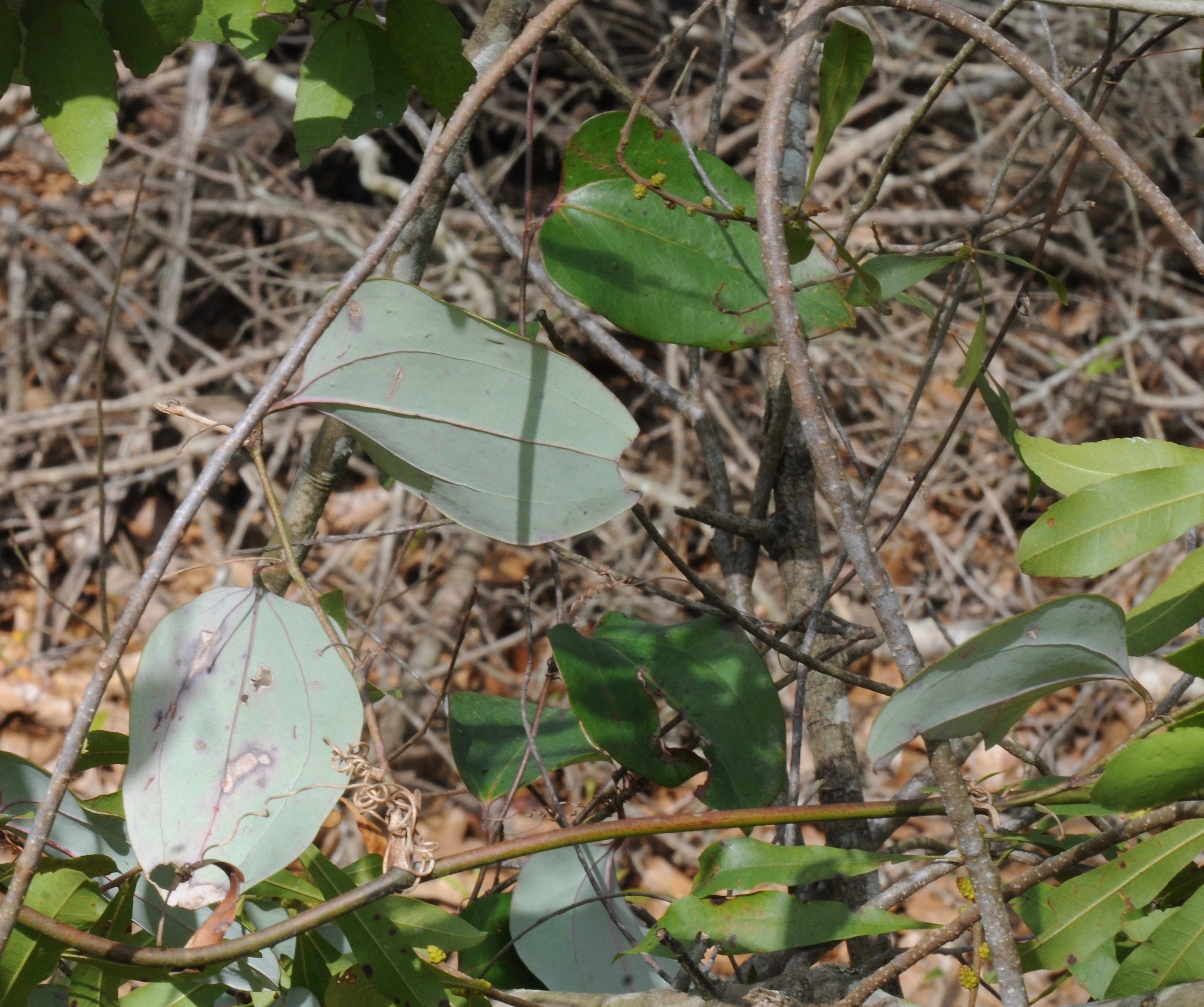 Glaucous-leaf Greenbriar (Smilax glauca) showing whitened leaf undersides and tendrils on twining stems