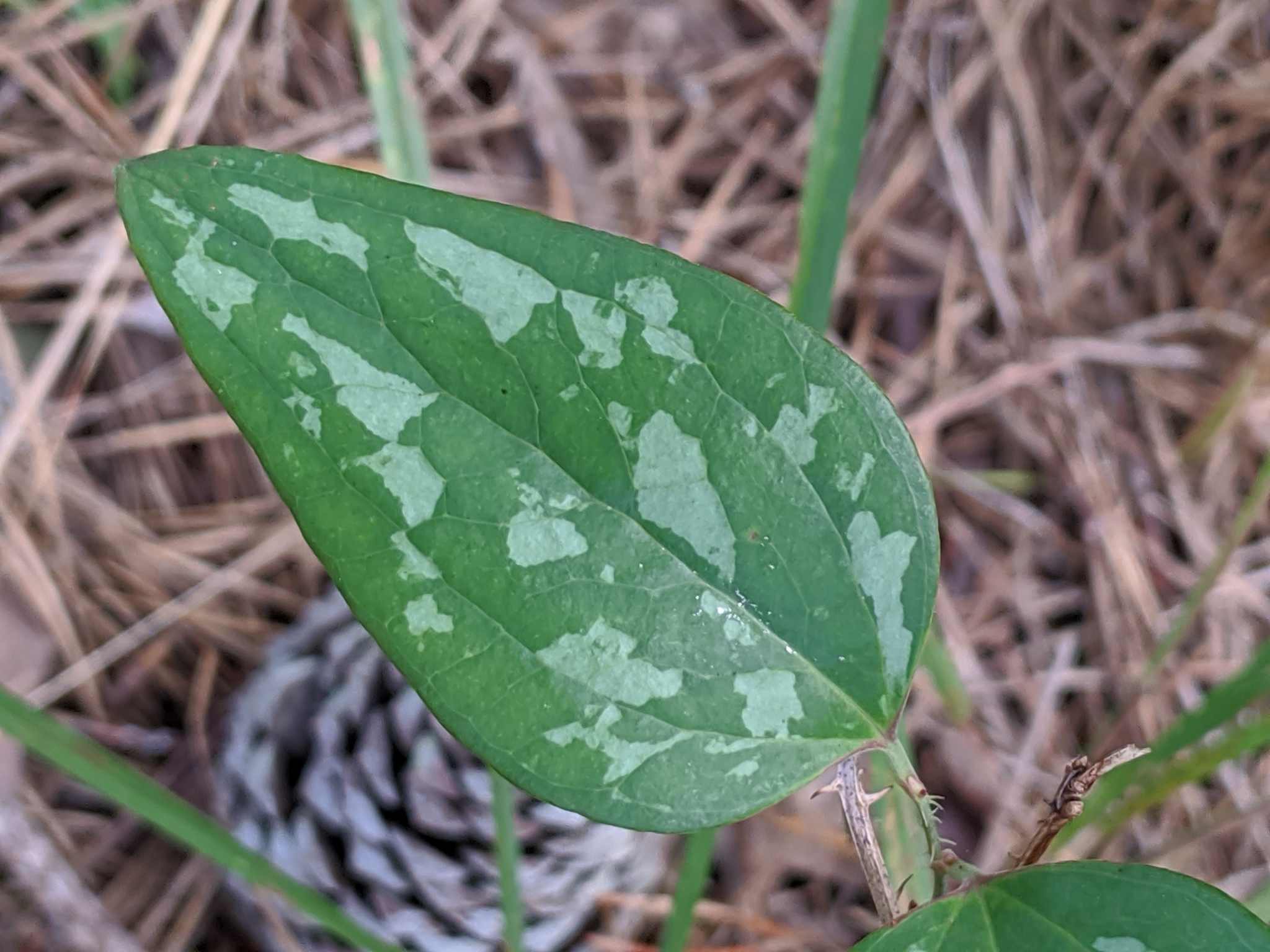 Glaucous-leaf Greenbriar (Smilax glauca) leaves showing characteristic whitened undersides