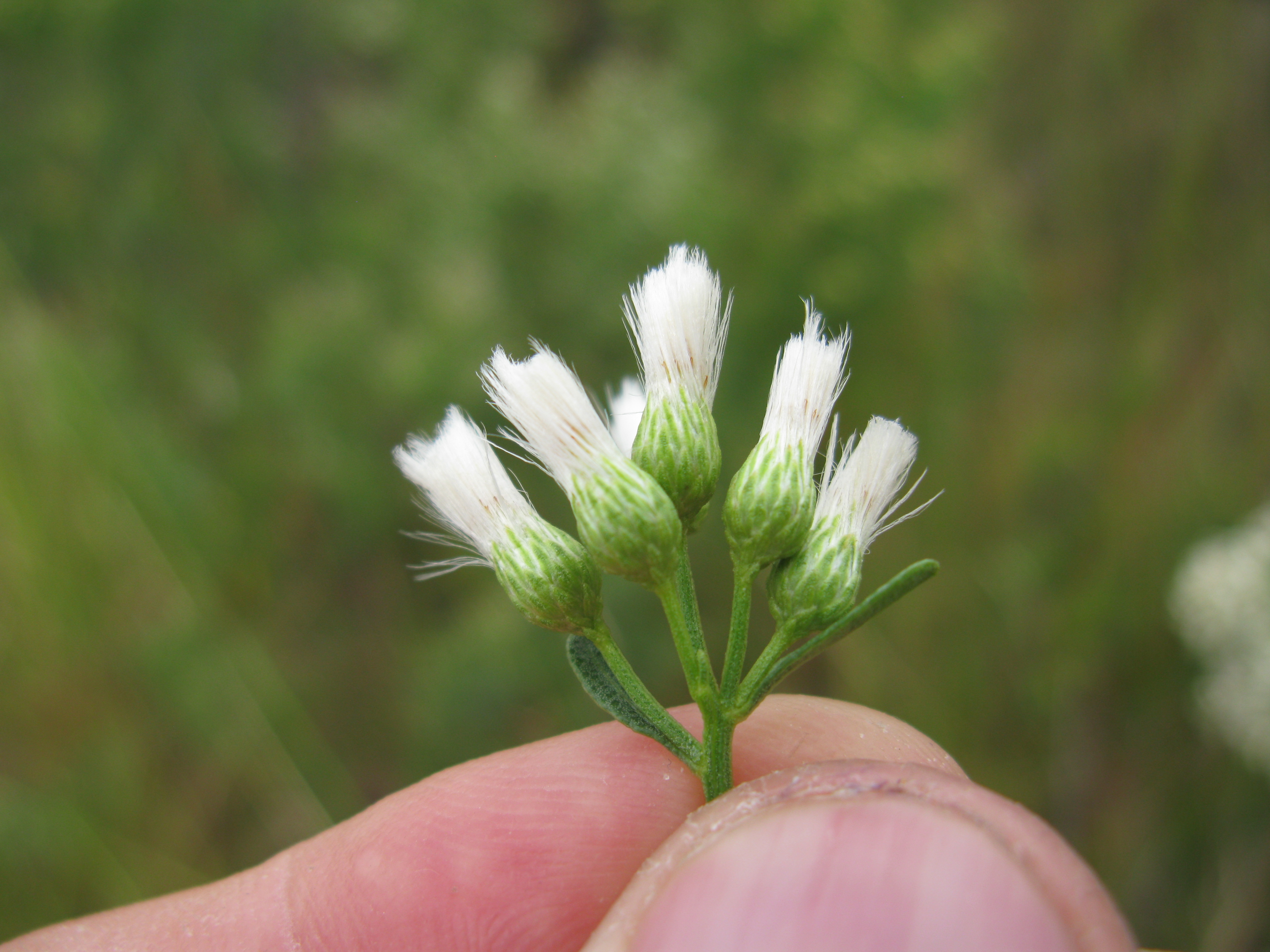 Groundsel Tree (Baccharis halimifolia) - PlantNative.org Groundsel Tree (Baccharis halimifolia) female flower heads in white fluffy display