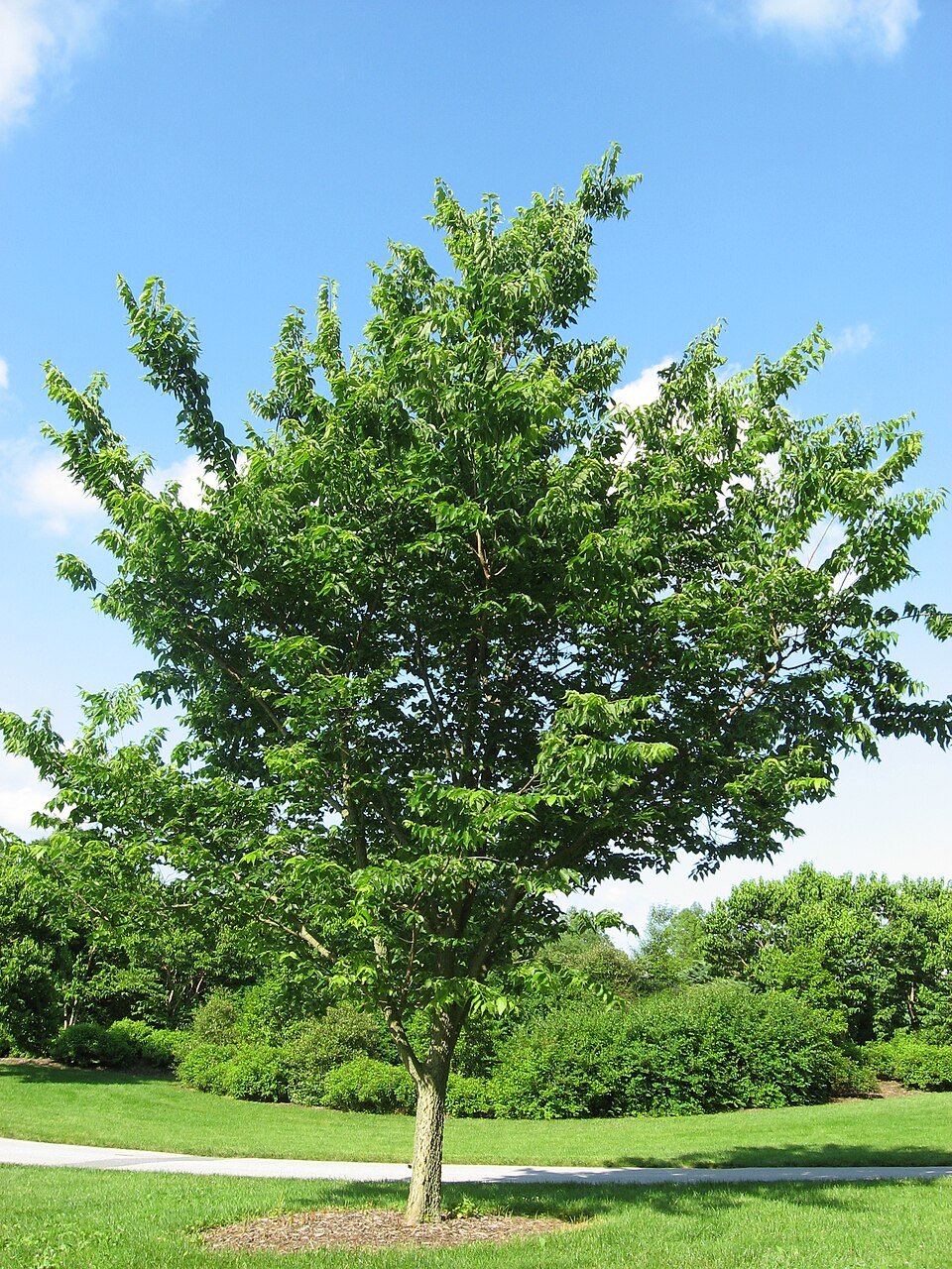Hackberry (Celtis occidentalis) tree showing the full canopy and growth habit in landscape setting