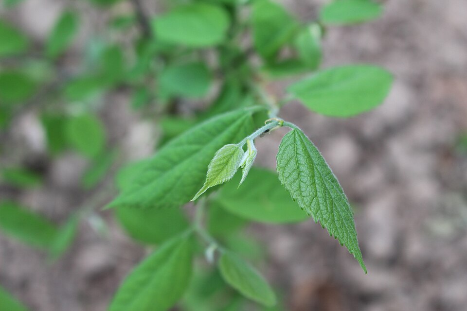 Close-up of Hackberry (Celtis occidentalis) leaves showing the distinctive asymmetrical base and serrated margins