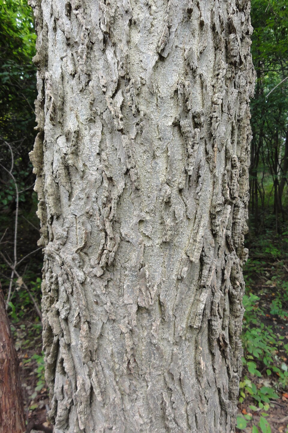 Hackberry (Celtis occidentalis) bark showing the characteristic ridged and warty texture