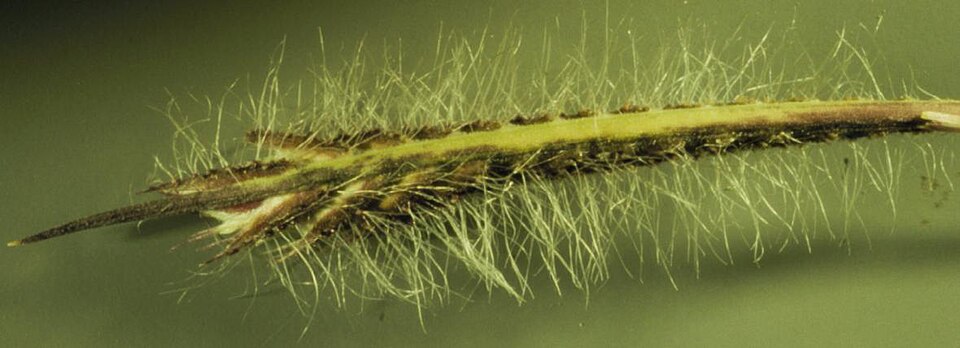 Hairy Grama (Bouteloua hirsuta) grass with distinctive comb-like seed heads in desert grassland