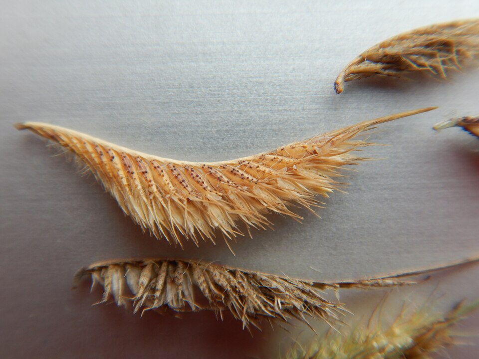 Hairy Grama (Bouteloua hirsuta) close-up showing hairy florets and distinctive comb-shaped seed spikes