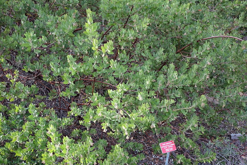 Arctostaphylos columbiana plant detail