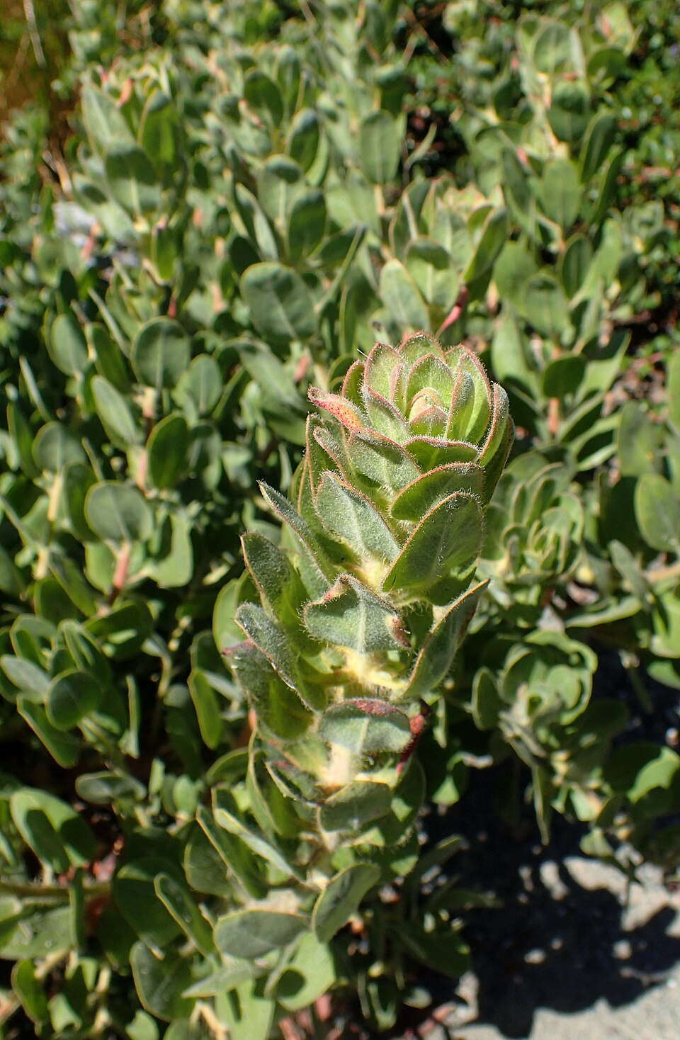 Arctostaphylos columbiana habitat