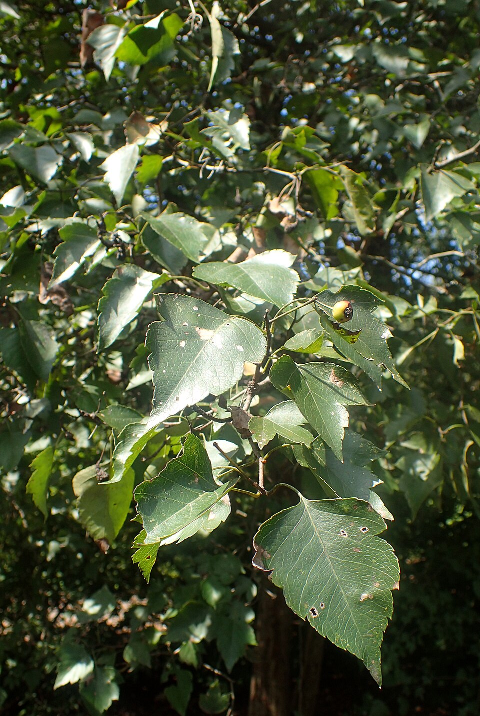 Downy Hawthorn (Crataegus mollis) - PlantNative.org Downy Hawthorn (Crataegus mollis) bright red fruits clustered on thorny branches