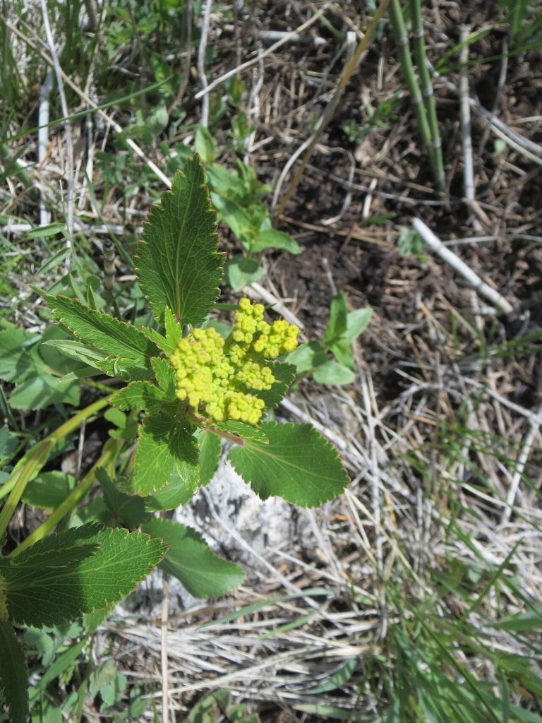 Heart-Leaved Golden Alexanders (Zizia aptera) foliage and developing yellow flower clusters