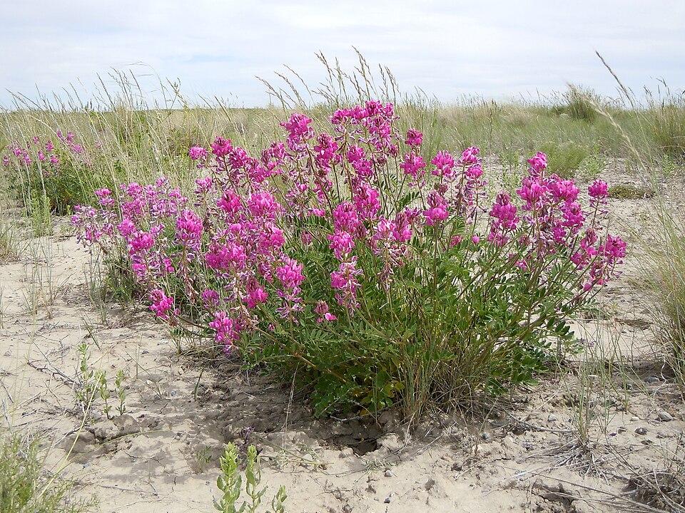Boreale Sweetvetch (Hedysarum boreale) - PlantNative.org Boreale Sweetvetch (Hedysarum boreale) showing deep pink pea flowers on upright stems