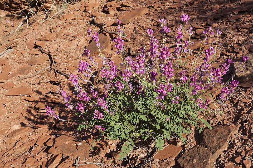 Boreale Sweetvetch (Hedysarum boreale) - PlantNative.org Boreale Sweetvetch (Hedysarum boreale) growing in its natural rocky meadow habitat in the Rocky Mountains