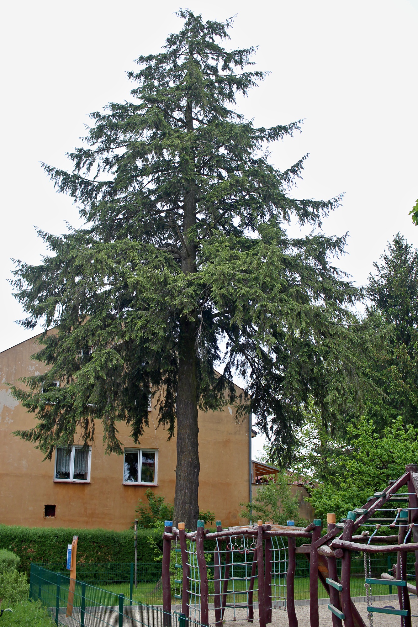 American Hemlock (Tsuga canadensis) - PlantNative.org American Hemlock (Tsuga canadensis) mature specimen showing characteristic graceful pendulous branches and evergreen foliage