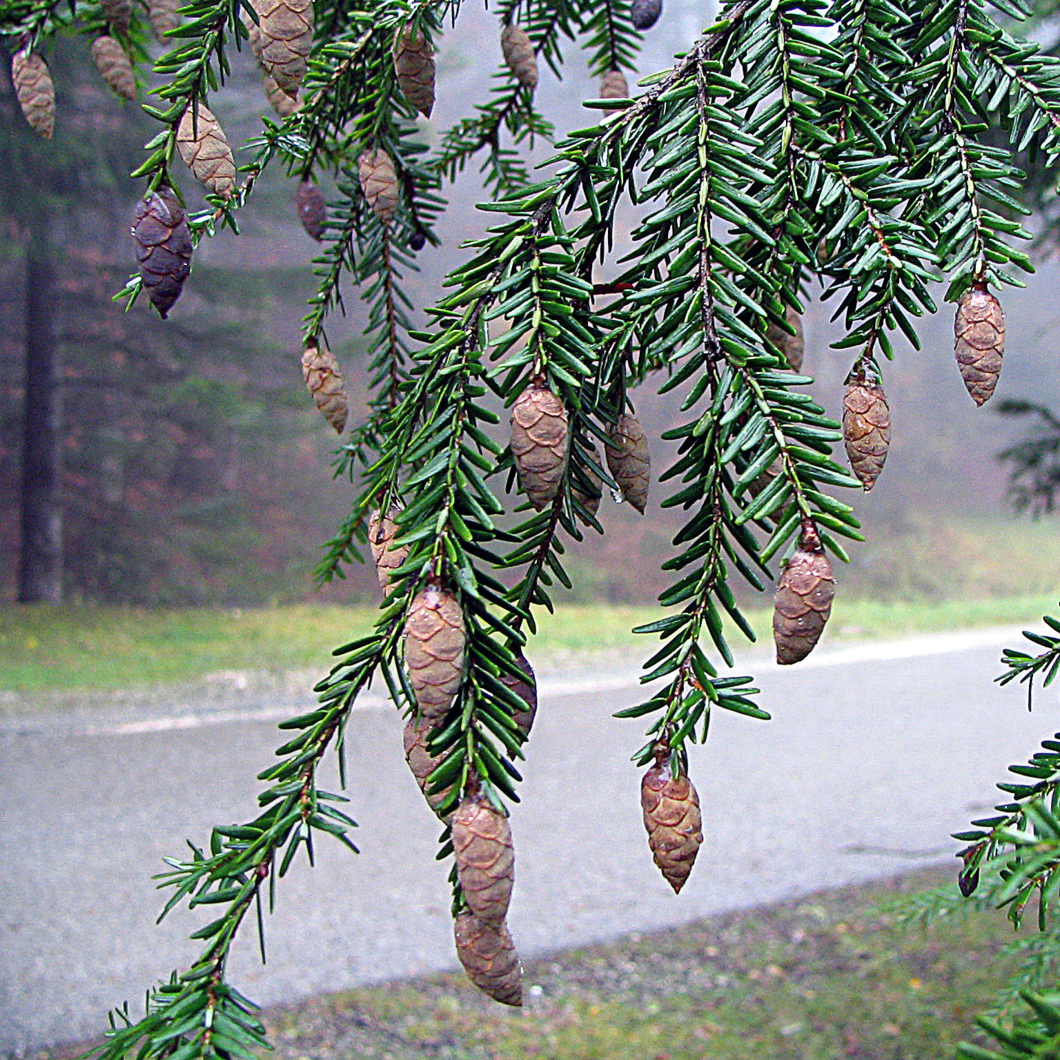 American Hemlock (Tsuga canadensis) - PlantNative.org American Hemlock (Tsuga canadensis) branch detail showing flat needles arranged in feathery sprays with characteristic white undersides