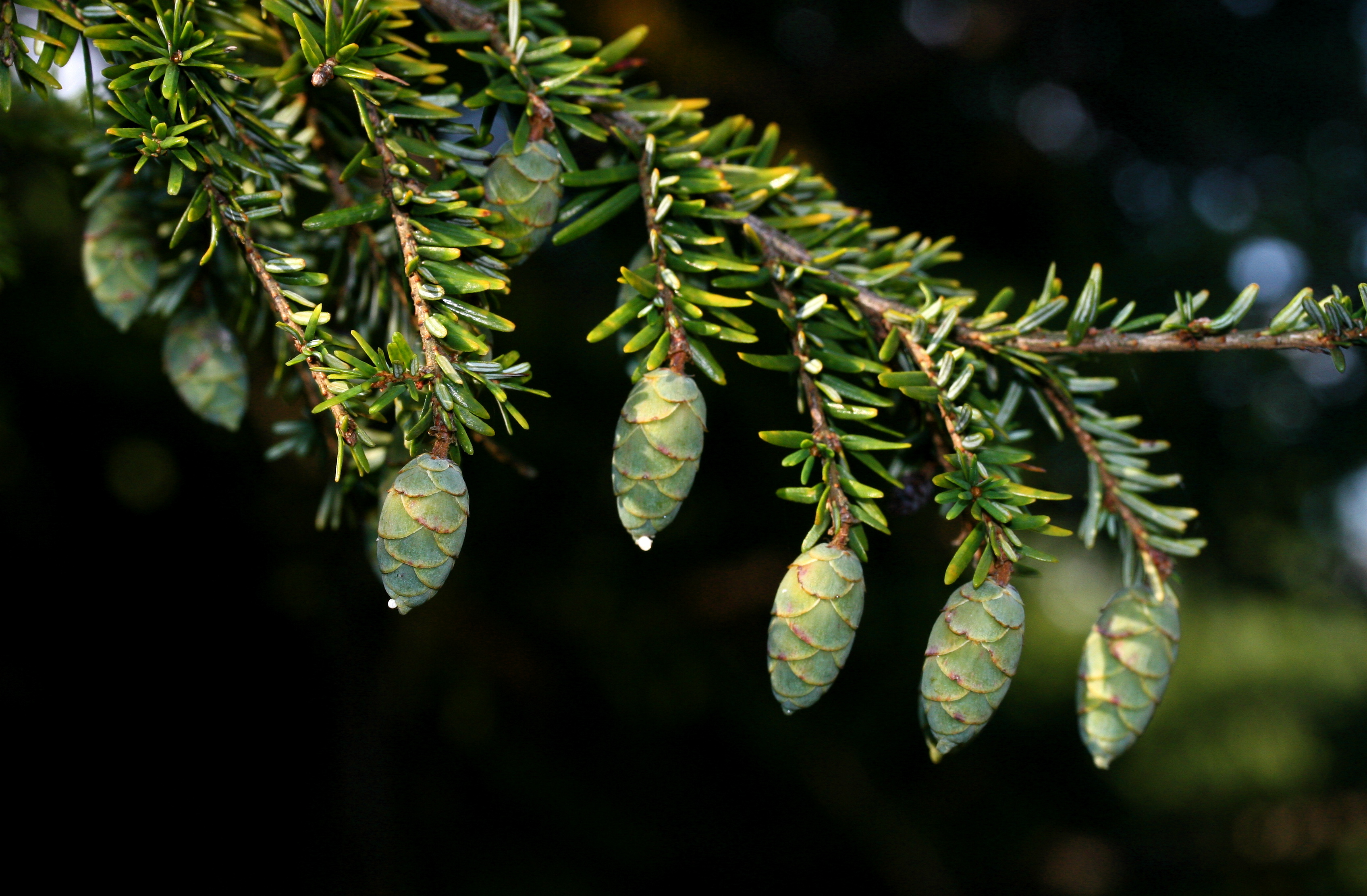 American Hemlock (Tsuga canadensis) - PlantNative.org American Hemlock (Tsuga canadensis) showing small pendulous seed cones hanging from branch tips