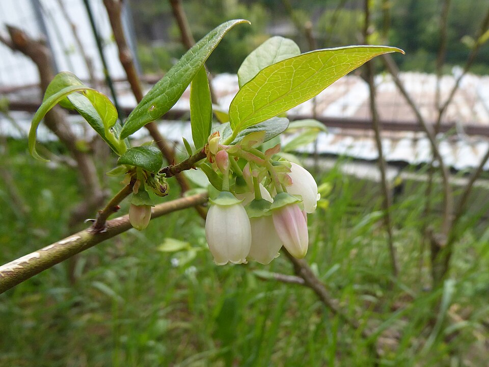 Highbush Blueberry (Vaccinium corymbosum) showing clusters of white bell-shaped flowers in early spring