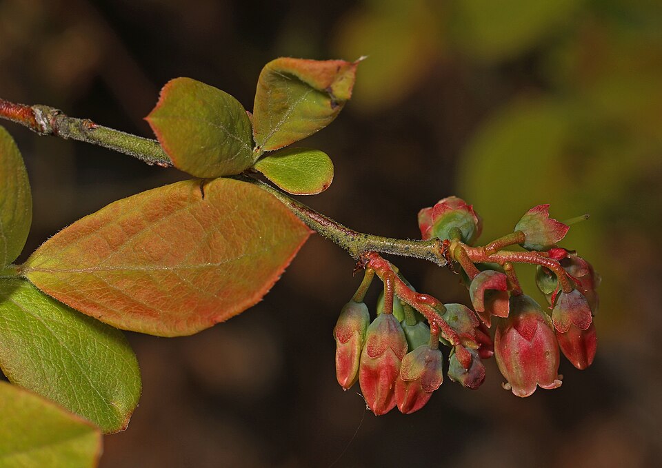 Highbush Blueberry (Vaccinium corymbosum) showing multiple stems with oval leaves in natural woodland setting